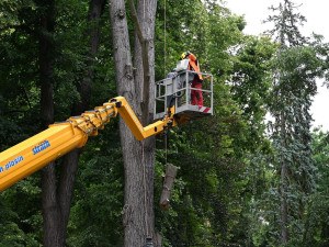V Palackého sadech už roste nový jilm. Starý strom pomůže hmyzu