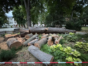 V Palackého sadech už roste nový jilm. Starý strom pomůže hmyzu