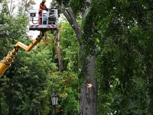 V Palackého sadech už roste nový jilm. Starý strom pomůže hmyzu