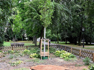 V Palackého sadech už roste nový jilm. Starý strom pomůže hmyzu