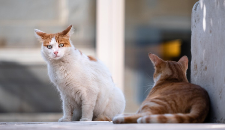Olomoucká radnice bojuje s toulavými kočkami. Přispívá na kastraci