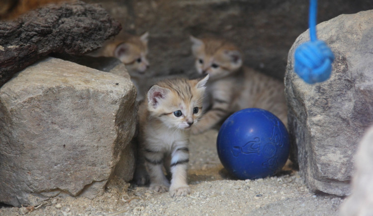 Zoo Hluboká vítá nové přírůstky a slaví chovatelské úspěchy