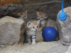 Zoo Hluboká vítá nové přírůstky a slaví chovatelské úspěchy