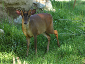Zoo Hluboká vítá nové přírůstky a slaví chovatelské úspěchy