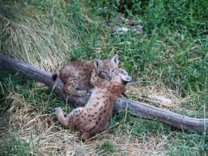 Zoo Hluboká vítá nové přírůstky a slaví chovatelské úspěchy