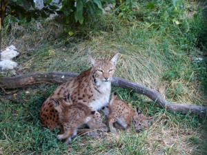 Zoo Hluboká vítá nové přírůstky a slaví chovatelské úspěchy