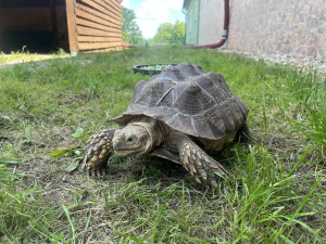 Táborská zoo má nově želvy ostruhaté. Jde o třetí největší druh na světě