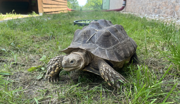Táborská zoo má nově želvy ostruhaté. Jde o třetí největší druh na světě