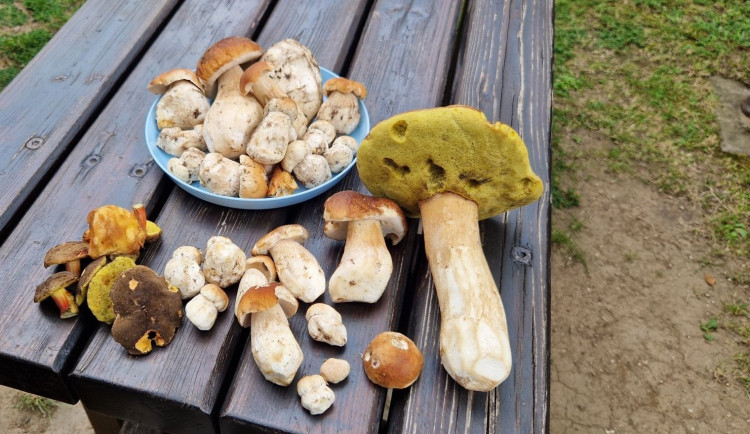 MAPA: Propršené dny pomohly, rostou. Kam v kraji vyrazit na houby?