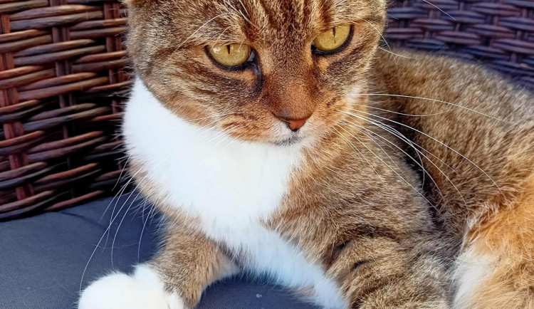 Kam o víkendu na jižní Moravě? Na kočičí bazárek nebo na šermíře