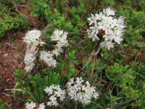 Lesy ČR obnovily přehrážky v Borkovických blatech, aby zamezily úniku vody
