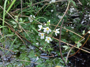 Lesy ČR obnovily přehrážky v Borkovických blatech, aby zamezily úniku vody