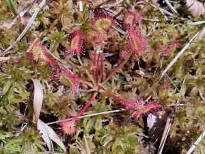 Lesy ČR obnovily přehrážky v Borkovických blatech, aby zamezily úniku vody