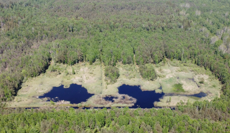Lesy ČR obnovily přehrážky v Borkovických blatech, aby zamezily úniku vody