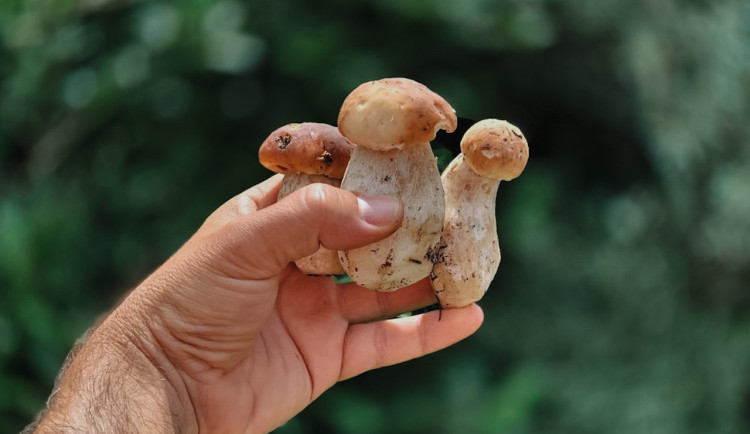 Na některých místech na jihu Čech rostou zatím hlavně holubinky, hřiby ještě ne