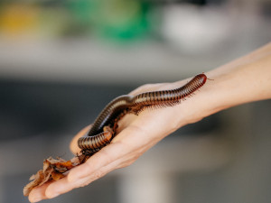 Země živitelka 2025 nabídne 24. srpna nový pohled na krajinu a zemědělství.