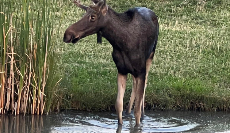 Legendární los Emil dorazil na jižní Moravu. U Hodonína se procházel po kolejích