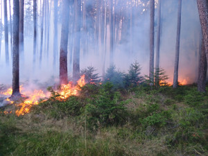 U Sepekova shořelo půl hektaru lesa