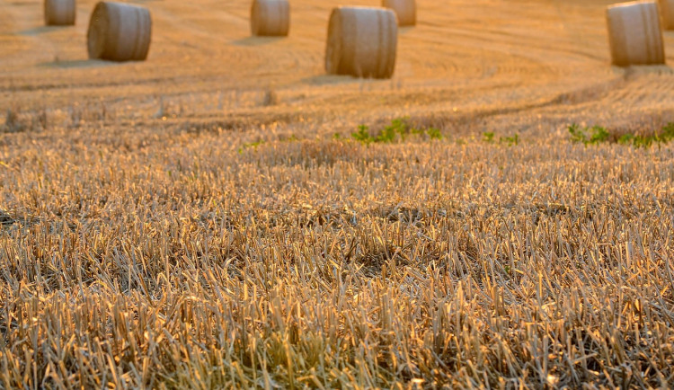 Teplé počasí urychlilo sklizeň v Jihočeském kraji, ječmen ozimý už je sklizený