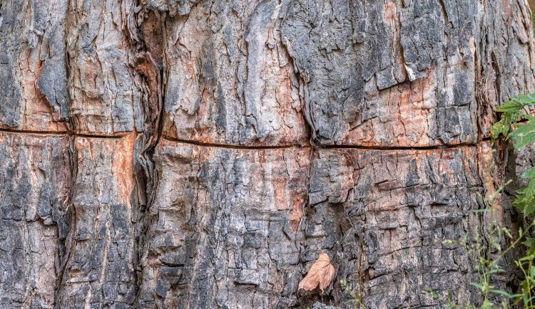 Vandal v Jihlavě vzal motorovku a nařízl stoletý javor. Stromu teď hrozí, že uschne