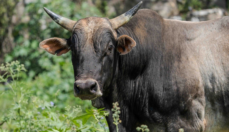 Policie pátrala po půltunovém býkovi, který utekl z ohrady. Ke stádu se nakonec vrátil sám