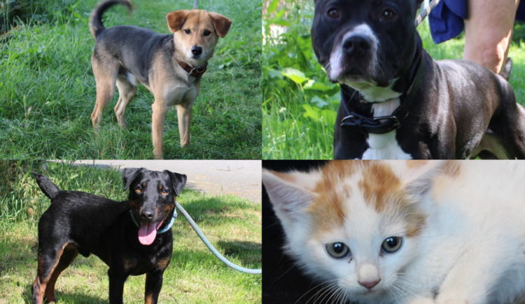 HLEDÁME PÁNÍČKA: Bertík, Satyn a Pišta touží po nové rodině. V útulku čekají i hravá koťata