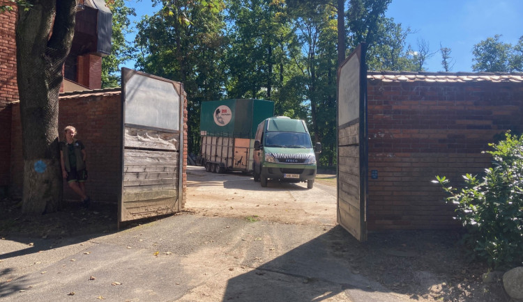 Z liberecké zoo odjely dnes poslední žirafy. Po rekonstrukci pavilonu se chov vrátí