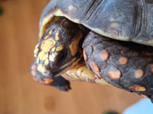 V Táboře mají další želví přírůstky. Zoo plánuje stavět želvárium