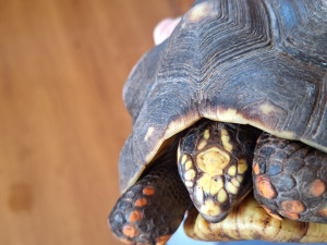 V Táboře mají další želví přírůstky. Zoo plánuje stavět želvárium