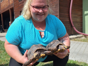 V Táboře mají další želví přírůstky. Zoo plánuje stavět želvárium