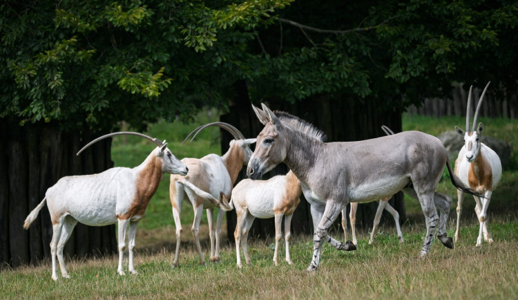 Liberecký samec kriticky ohroženého osla somálského odjel do Dvora Králové. Rozmnožit se
