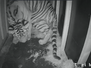 VIDEO: Tygřice Altaica porodila v Hluboké nad Vltavou tři mláďata