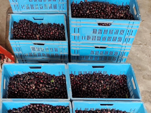 Jihočeský lihovar zahajuje novou sezónu příjmu ovoce pro výrobu destilátů a moštování