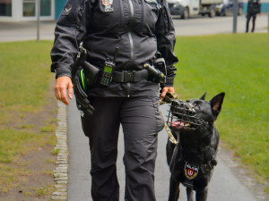 Budějovice mají nového ochránce, do ulic vyrazil německý ovčák Maverick