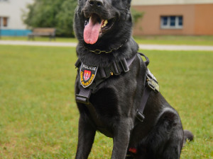 Budějovice mají nového ochránce, do ulic vyrazil německý ovčák Maverick