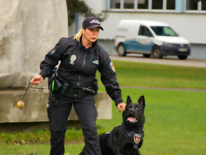 Budějovice mají nového ochránce, do ulic vyrazil německý ovčák Maverick