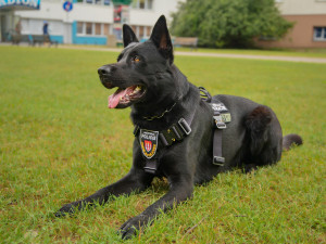 Budějovice mají nového ochránce, do ulic vyrazil německý ovčák Maverick