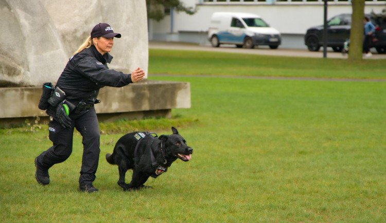 Budějovice mají nového ochránce, do ulic vyrazil německý ovčák Maverick