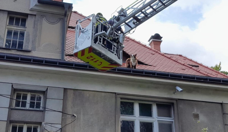Hasiči v Liberci zachraňovali psa ze střechy domu. Vydal se tam oknem