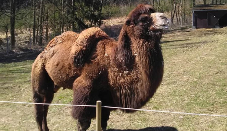 Táborská zoo bude mít nového velblouda. Jmenuje se Hvid a je z Dánska