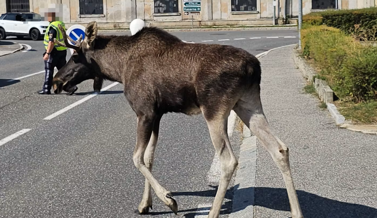 Los Emil krade srdce a boří rekordy, na sociálních sítích ho sledují tisíce lidí