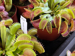 Masožravé krásky se vrací na terasu Jihočeského muzea