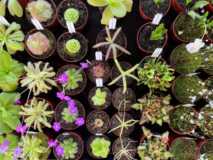 Masožravé krásky se vrací na terasu Jihočeského muzea