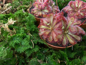 Masožravé krásky se vrací na terasu Jihočeského muzea