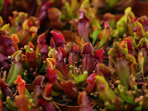 Masožravé krásky se vrací na terasu Jihočeského muzea