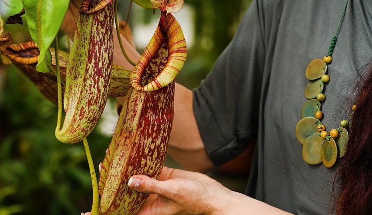 Masožravé krásky se vrací na terasu Jihočeského muzea
