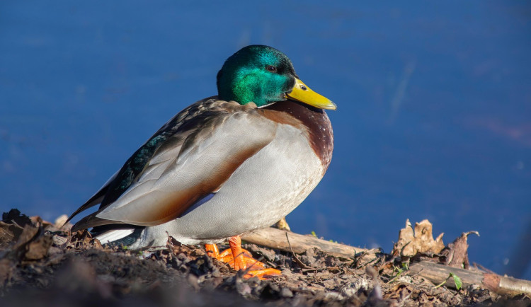 Myslivci v Jihočeském kraji ulovili v uplynulé sezoně přes 180 tisíc kusů zvěře