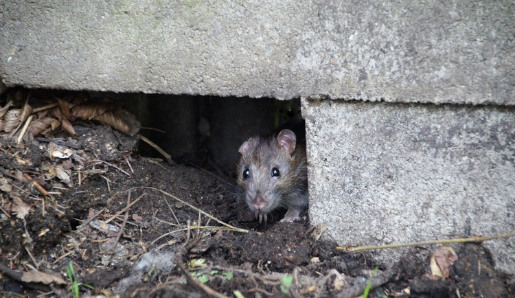Město začalo s podzimní deratizací. Potrvá až do konce listopadu