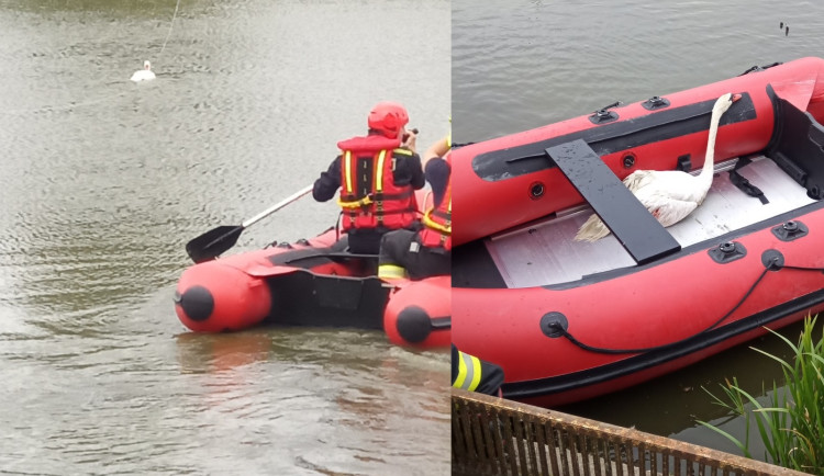 Labuť se zamotala do vlasce. Zraněné zvíře zachránili hasiči