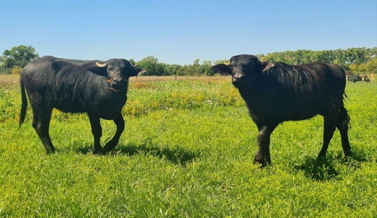 Na Pálavě se zabydleli buvoli. Pomáhají chránit vzácné slanisko